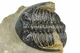 Hollardops Trilobite - Foum Zguid, Morocco #363221-2